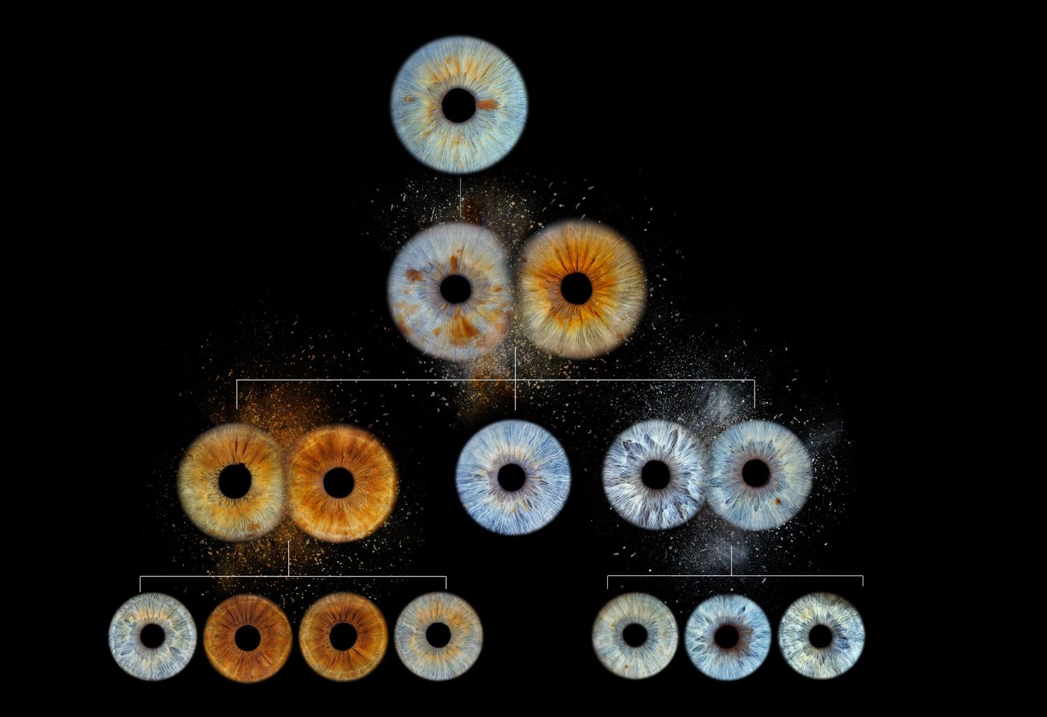 Pyramid diagram of human eye irises showing genetic inheritance patterns with brown and blue eye color combinations.