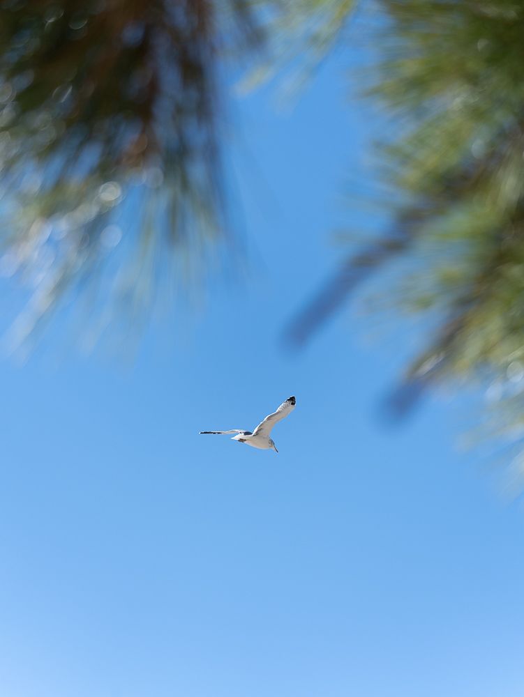 A seagull soaring through a clear blue sky framed by blurred green pine tree branches in the foreground.