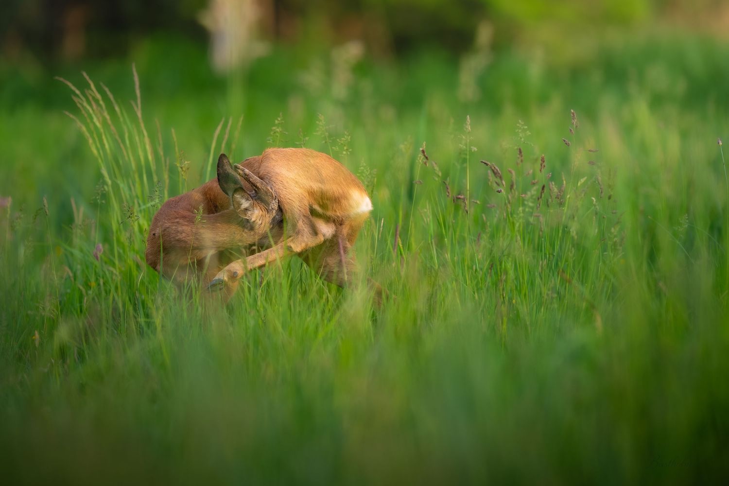 A young deer fawn curls up hidden in tall green grass in a sunlit field.