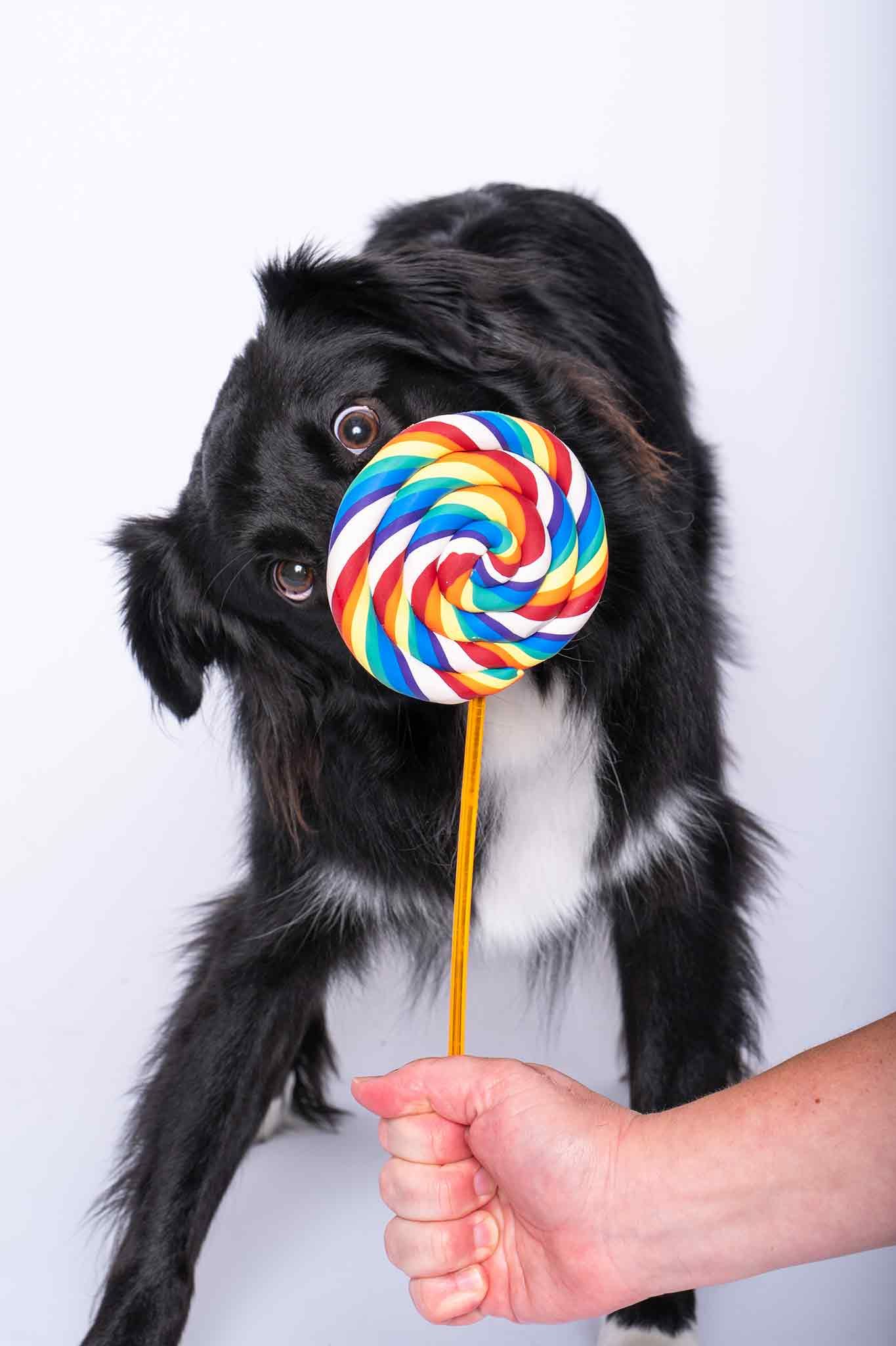 A black and white dog holds a colorful rainbow swirl lollipop on a stick in front of its face against a white background.