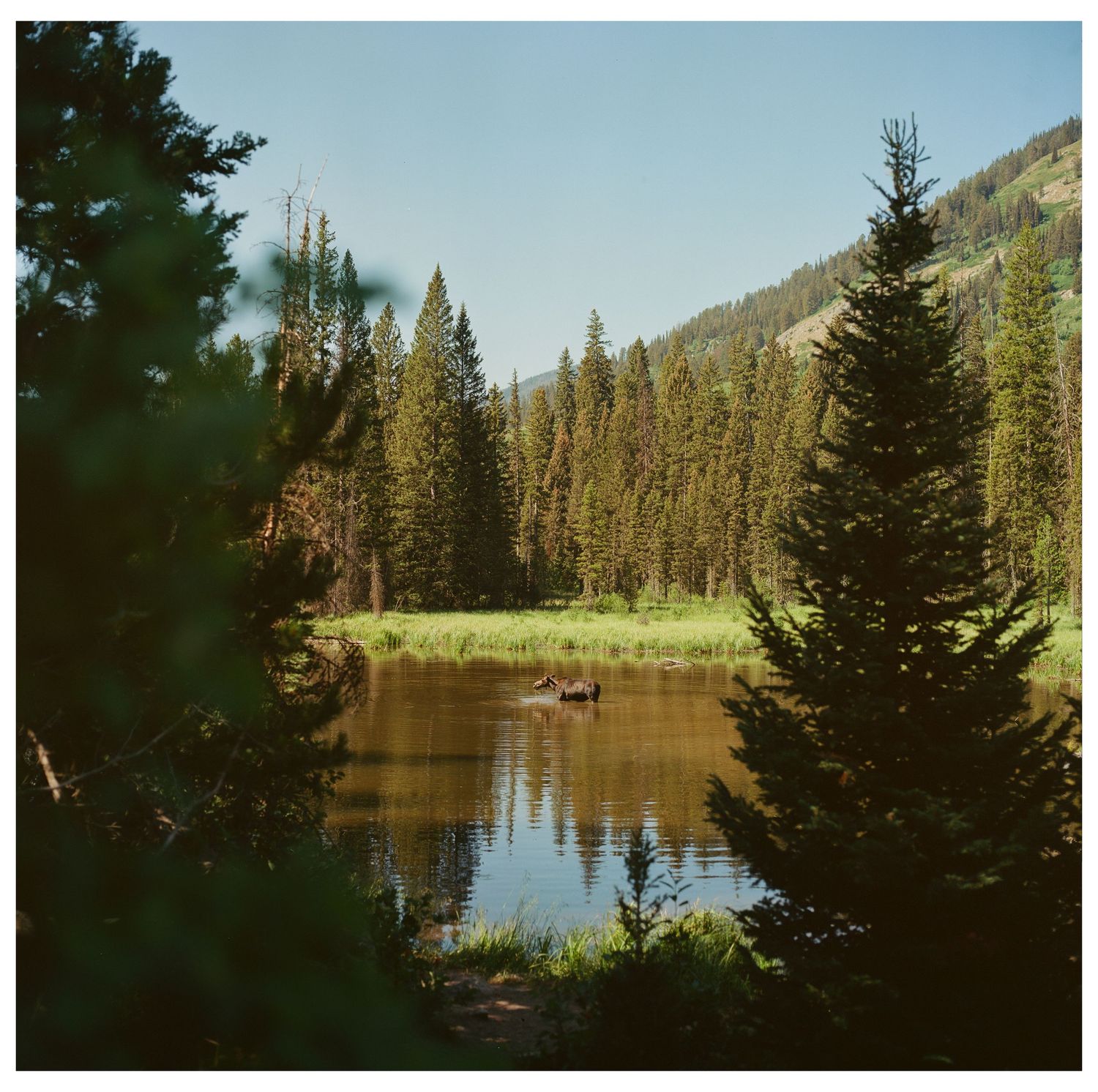 Serene mountain lake framed by tall pine trees with a moose wading in calm water.