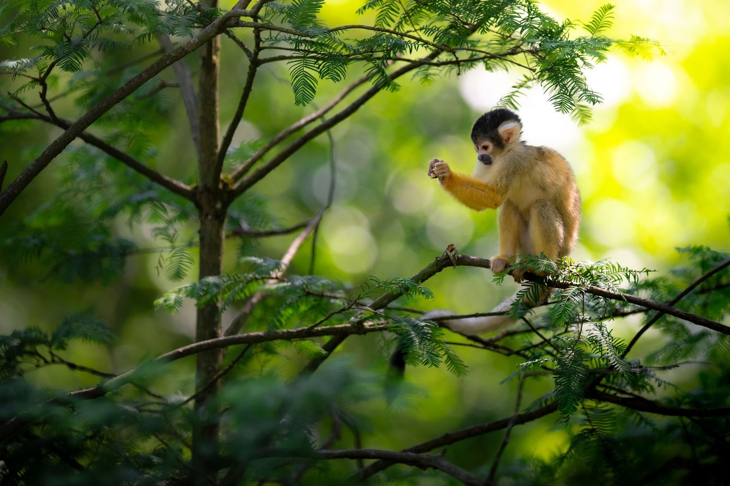 A squirrel monkey perches on a tree branch in a sunlit green forest.