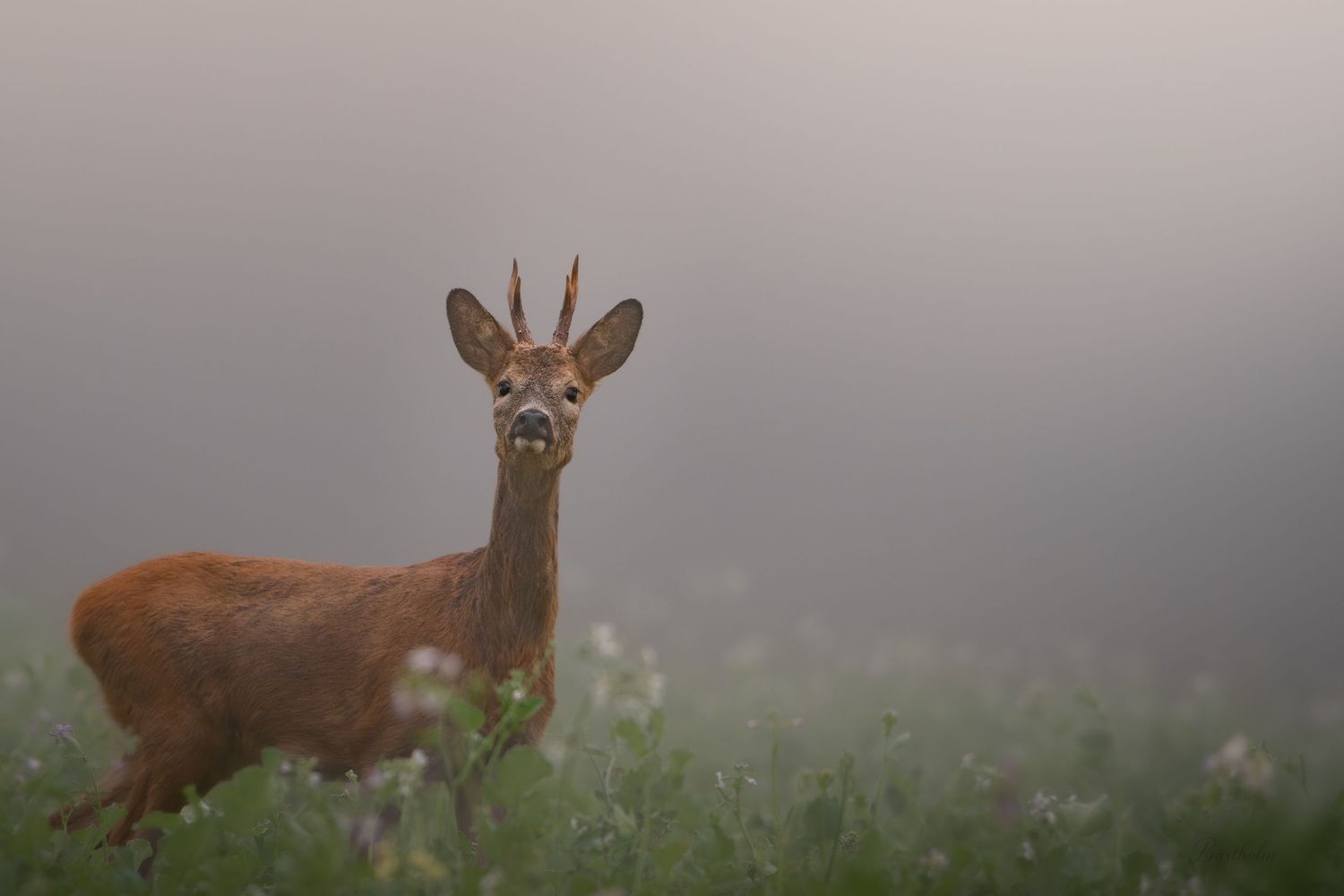 A roe deer buck stands in a foggy meadow surrounded by wildflowers at dawn.