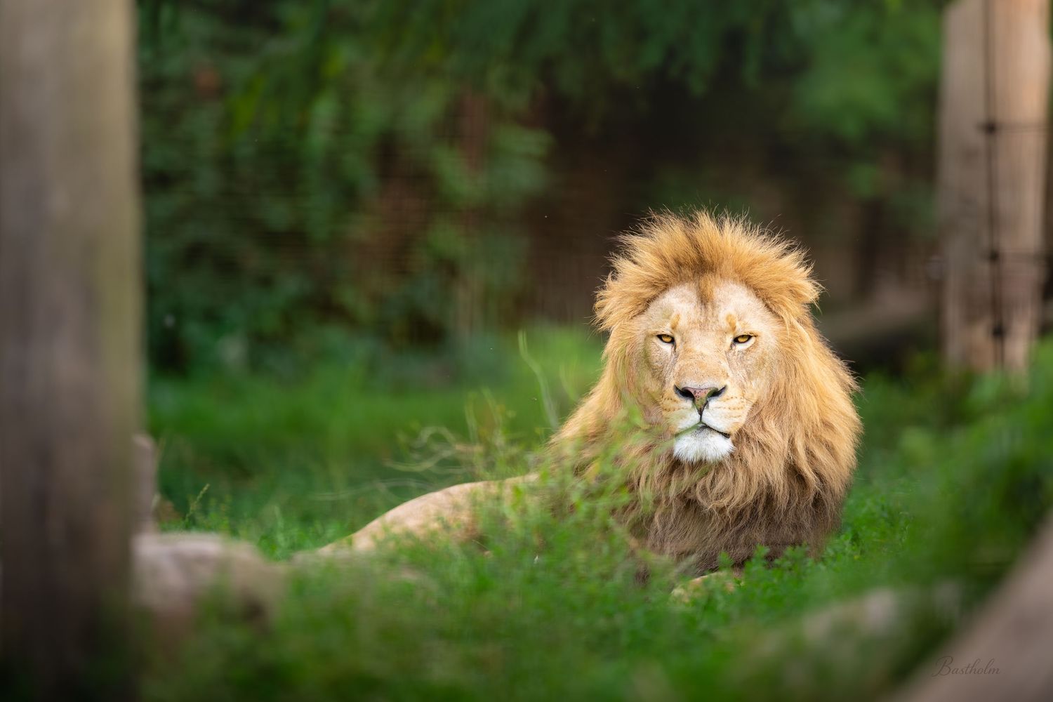 A majestic male lion with a full mane rests in green grass between wooden posts.