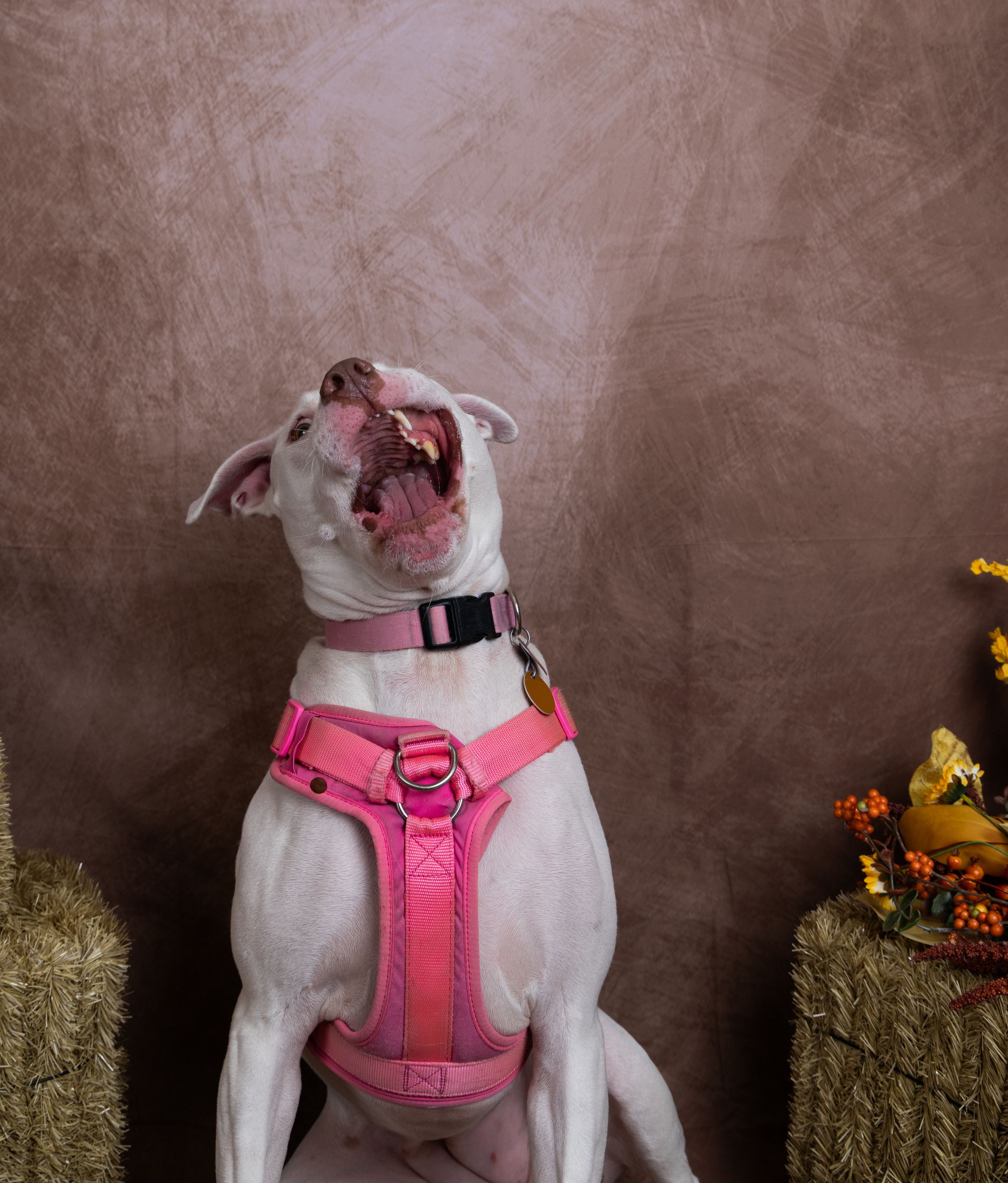 A white dog in a pink harness tilts its head back with mouth open, howling in front of a brown studio backdrop and hay bales.