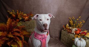 A white dog wearing a bright pink harness sits proudly among autumn leaves, a hay bale, flowers and a small white pumpkin.