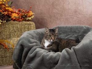 Brown tabby cat with white chest rests in a gray fleece bed next to hay bales and autumn decor.