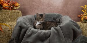Tabby cat with white markings lies in a cozy gray blanket bed between hay bales and fall foliage.