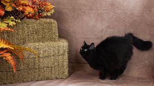 Black cat stands beside hay bales decorated with orange autumn leaves, looking up at the fall display.