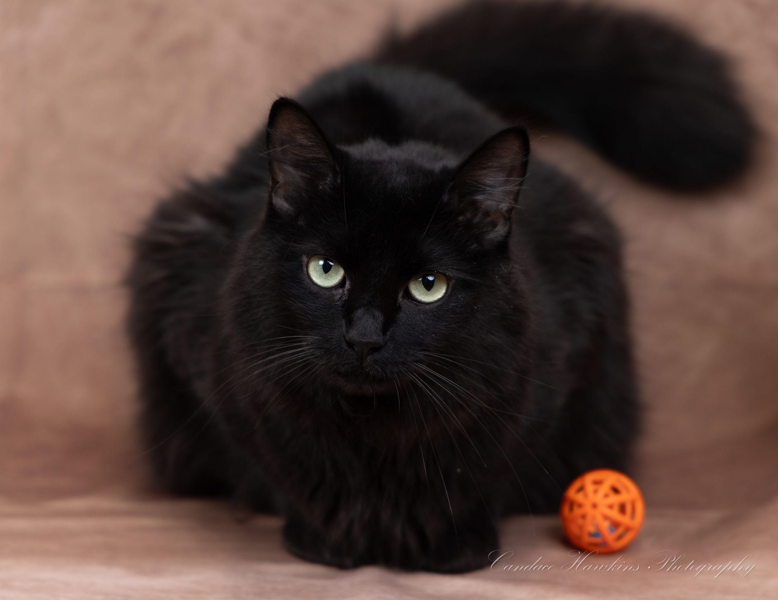 Black cat with bright green eyes sits facing the camera next to an orange toy ball in a studio.
