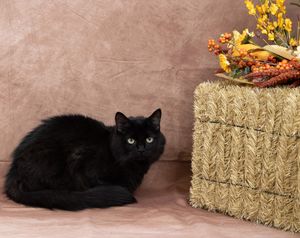 Black cat with green eyes lies on a tan surface next to a hay bale topped with colorful autumn flowers.