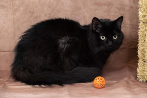 Black cat with yellow-green eyes rests on a beige surface beside an orange toy ball and a hay bale.