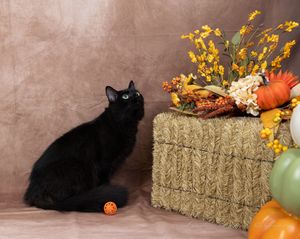 Black cat gazes upward at a hay bale decorated with autumn flowers and pumpkins, with an orange ball nearby.