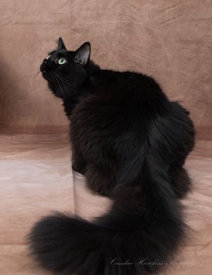 Long-haired black cat with green eyes looks up while sitting on a tan backdrop, its fluffy tail draped down.