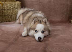 A fluffy brown and white husky-type puppy with blue eyes rests its chin on a soft tan backdrop in a studio portrait.