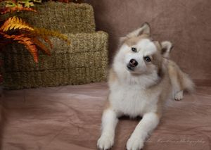 A fluffy tan and white husky mix puppy tilts its head curiously while lying beside hay bales and orange autumn leaves.