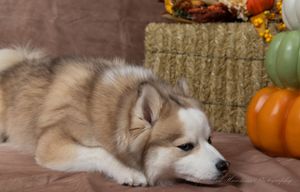 A sleepy fluffy husky mix puppy lies down on a tan blanket beside a hay bale, orange pumpkins and fall flowers.