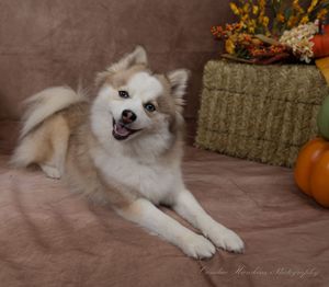 A happy smiling husky mix puppy with a fluffy tan and white coat lies in front of hay bales, pumpkins and autumn flowers.