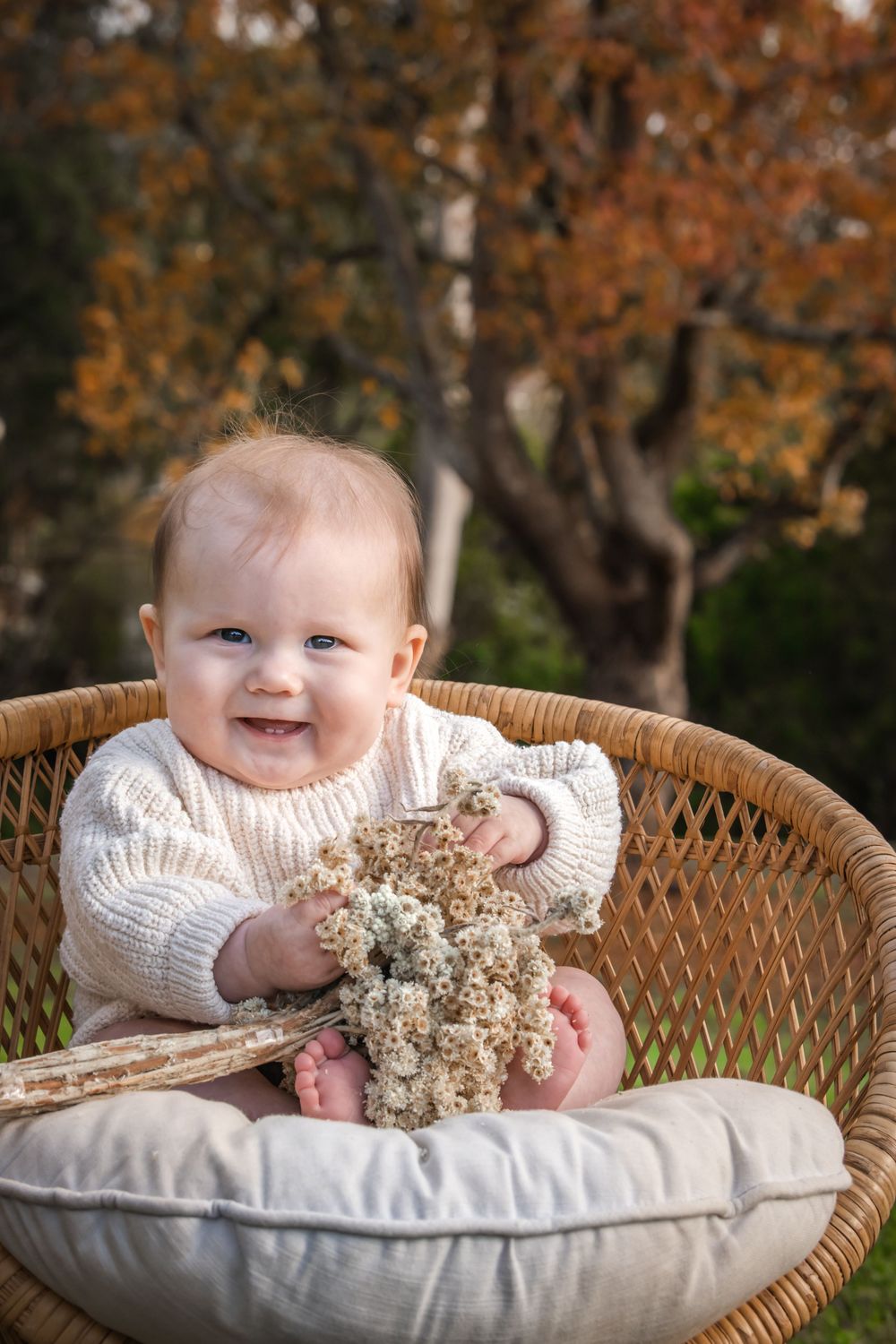 A smiling baby in a cream knit sweater sits in a wicker chair holding dried flowers with autumn foliage in the background in Castle Hill.