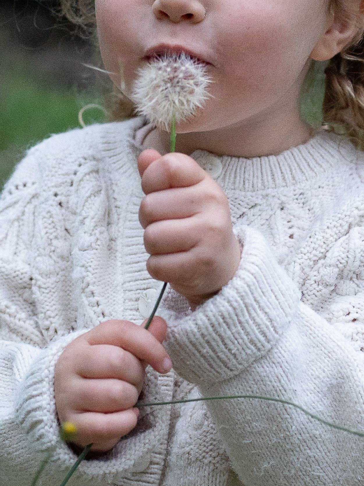 Young child in white cable-knit sweater blowing on a dandelion seed head outdoors.