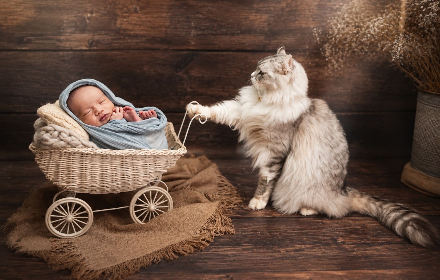 A fluffy cat curiously reaches into a wicker baby carriage holding a sleeping newborn wrapped in a blue blanket.