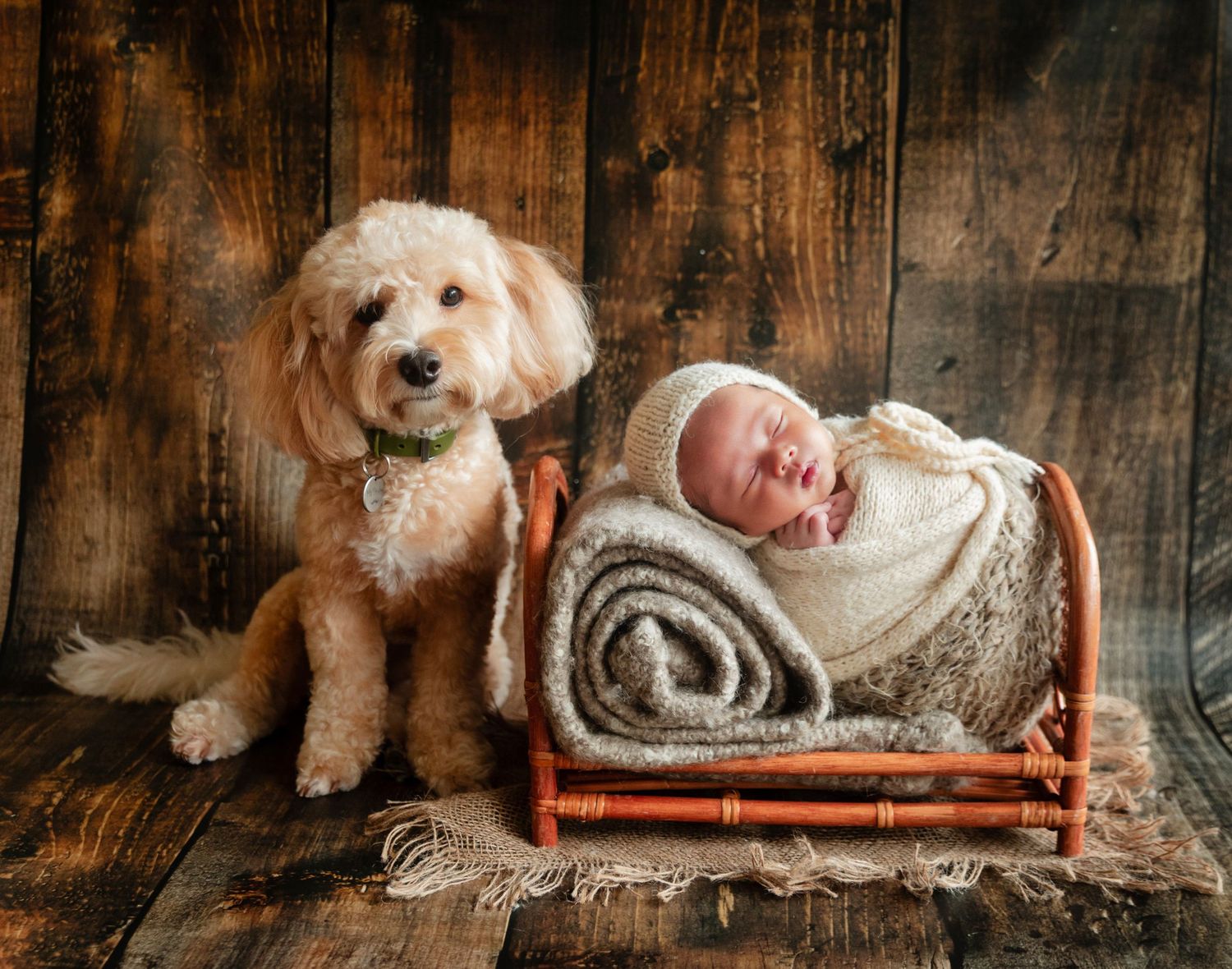 Fluffy golden doodle dog sits beside a sleeping newborn baby wrapped in cream, resting in a tiny wooden bed.