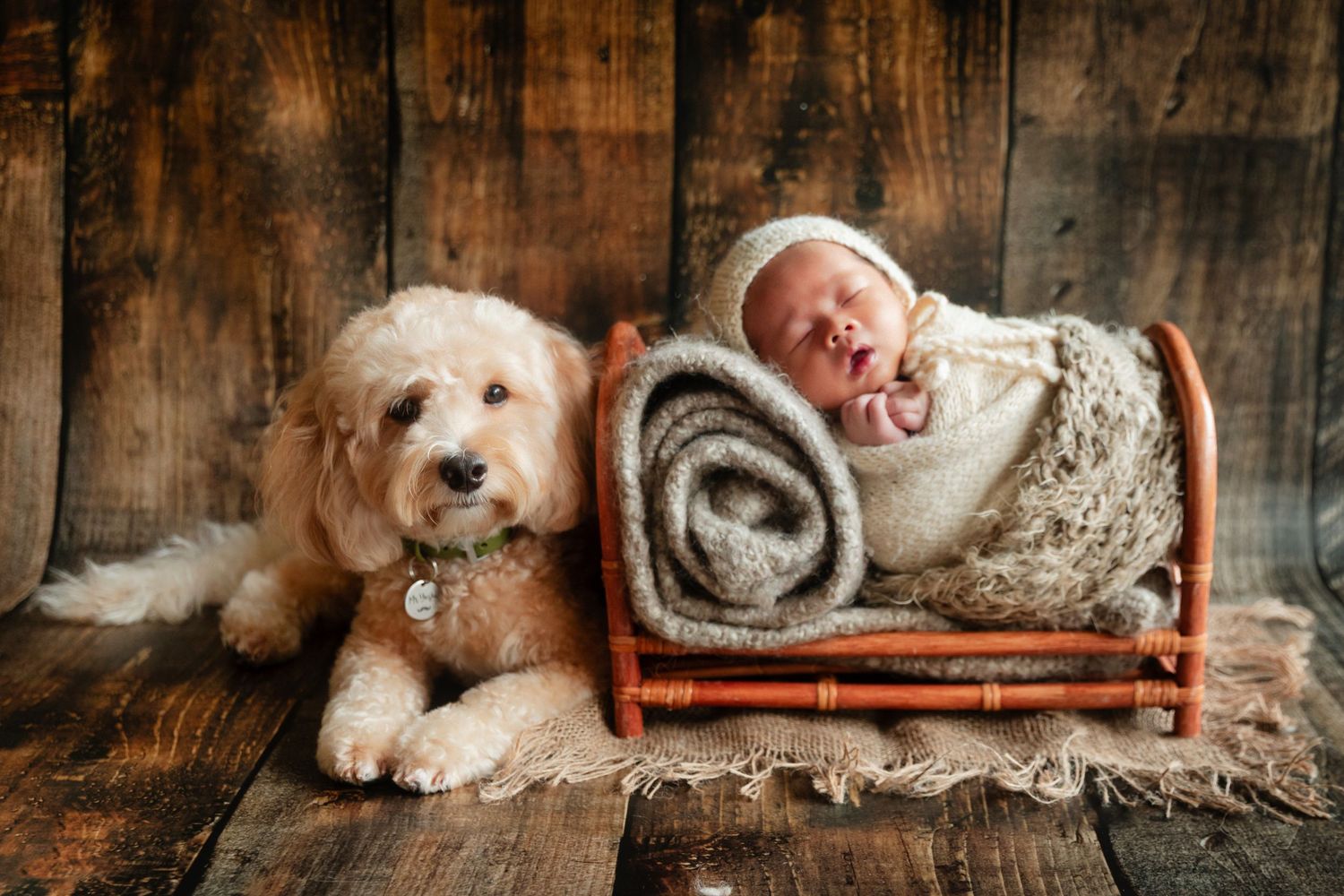 Fluffy golden doodle dog sitting beside a sleeping newborn baby wrapped in a blanket on a tiny wooden bed.