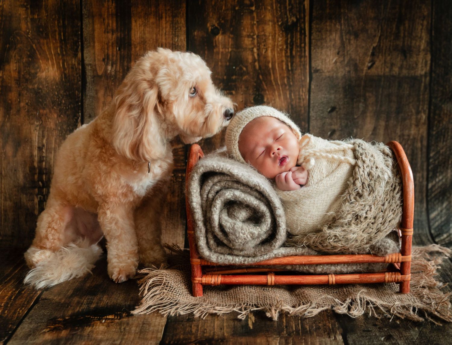 A fluffy golden puppy sits beside a sleeping newborn baby wrapped in a brown swaddle on a tiny wooden bed.