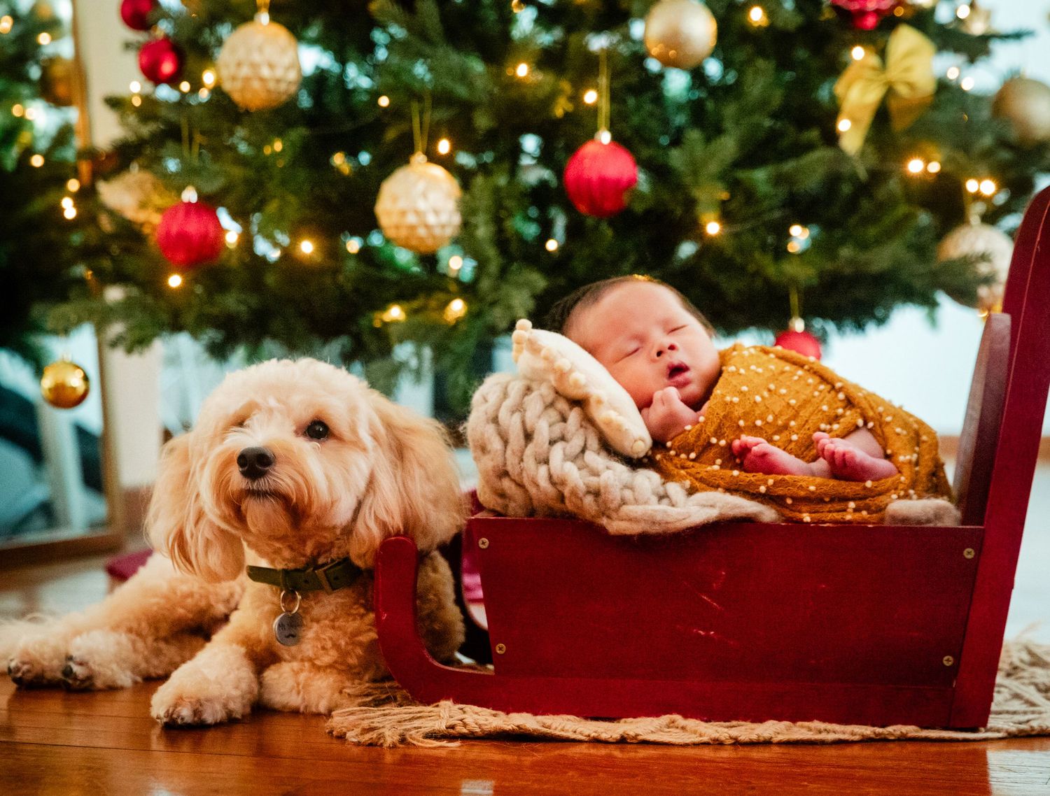 A fluffy golden doodle dog and sleeping newborn baby in a red sleigh beside a decorated Christmas tree.