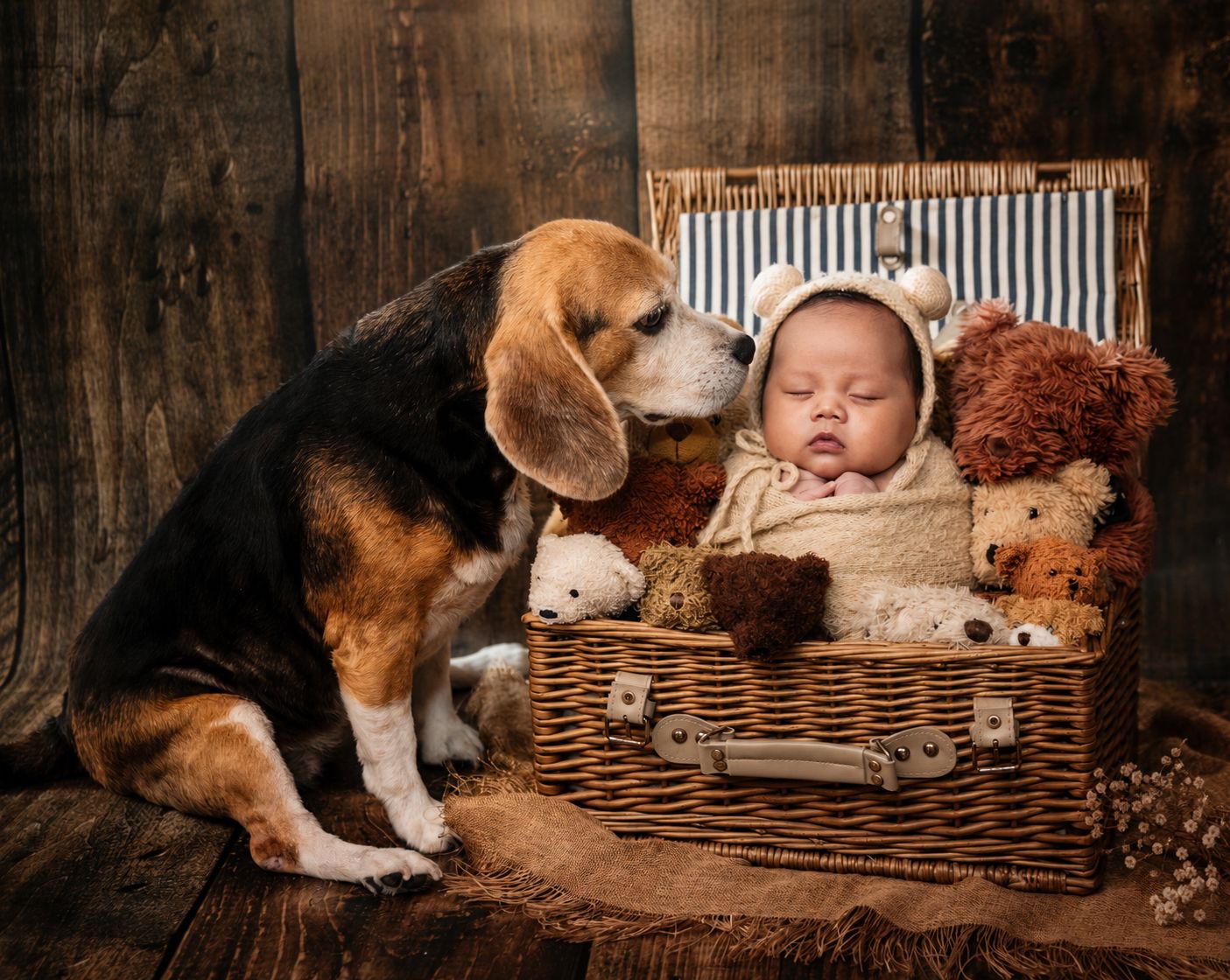 A beagle dog gently nuzzles a sleeping newborn baby in a wicker basket with teddy bears on a rustic wooden background.