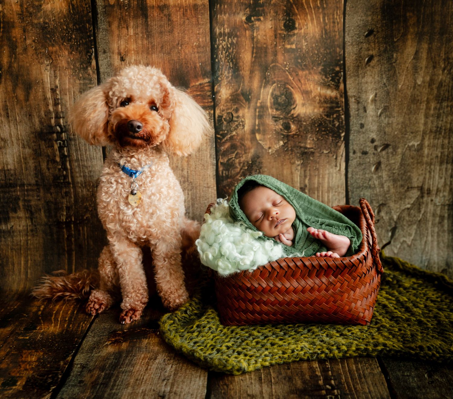 Fluffy apricot poodle sits beside a sleeping newborn baby in a wicker basket on a rustic wooden background.