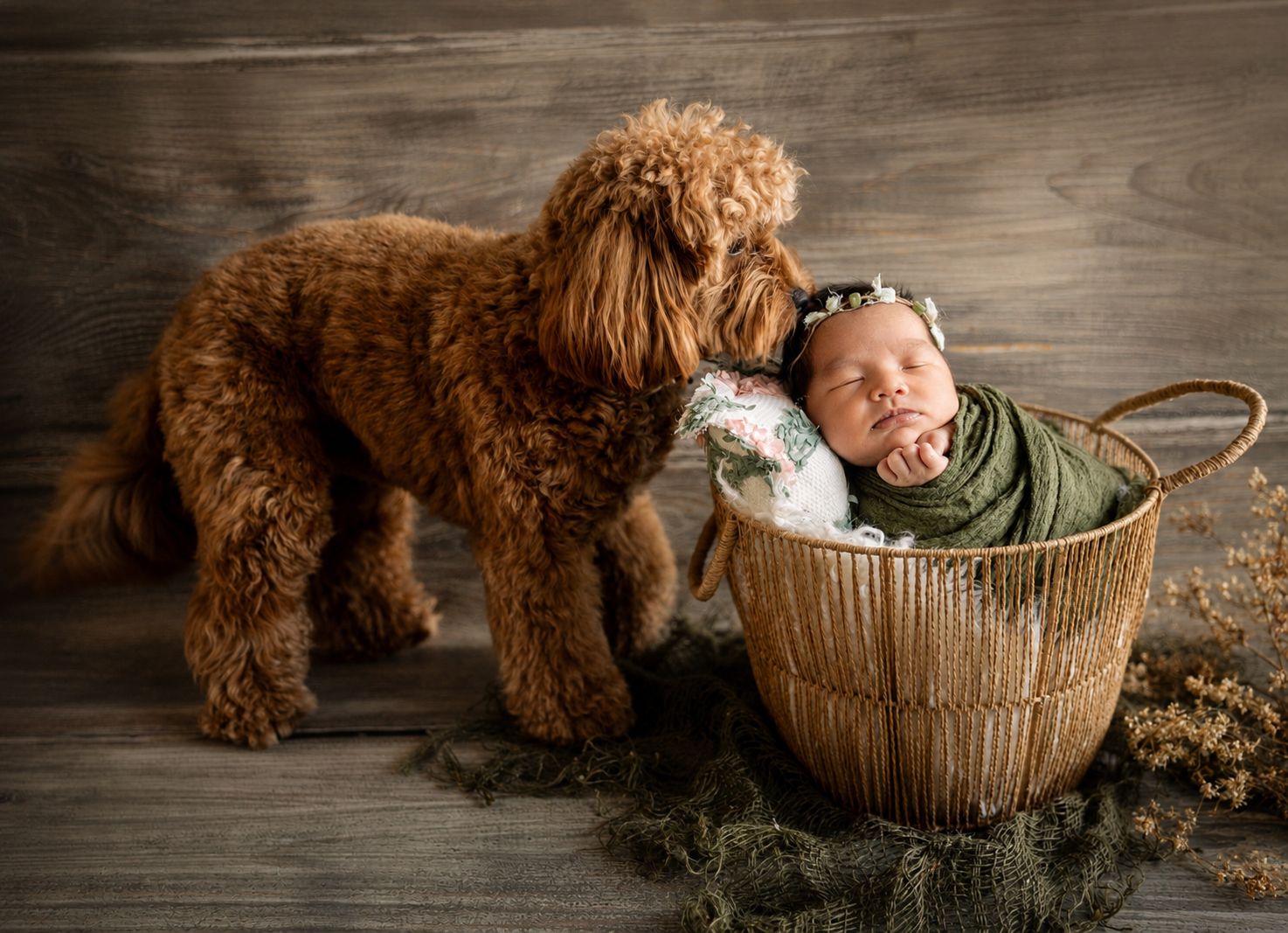 A fluffy brown doodle dog peers into a wicker basket holding a sleeping newborn wrapped in green.