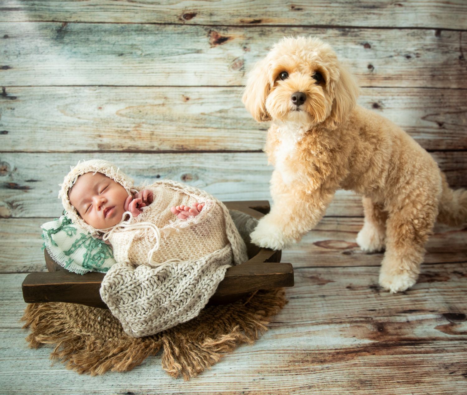 Sleeping newborn baby in knit wrap and bonnet resting in wooden bowl beside a fluffy golden doodle dog.