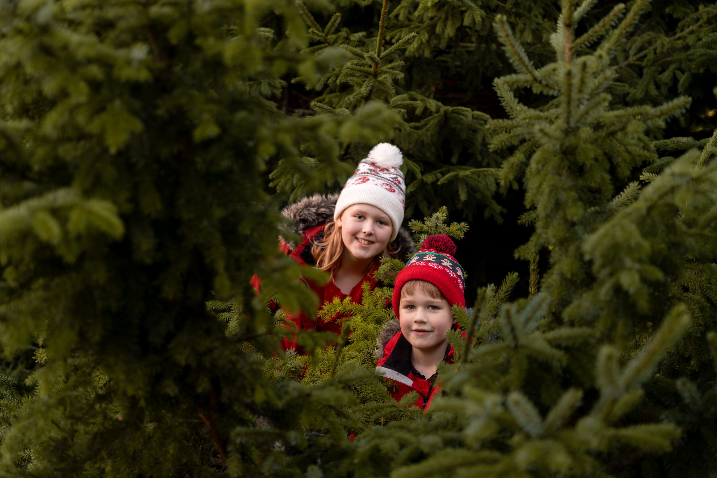 Two smiling children in red and white winter hats peek out from between evergreen fir trees at a Christmas tree farm.
