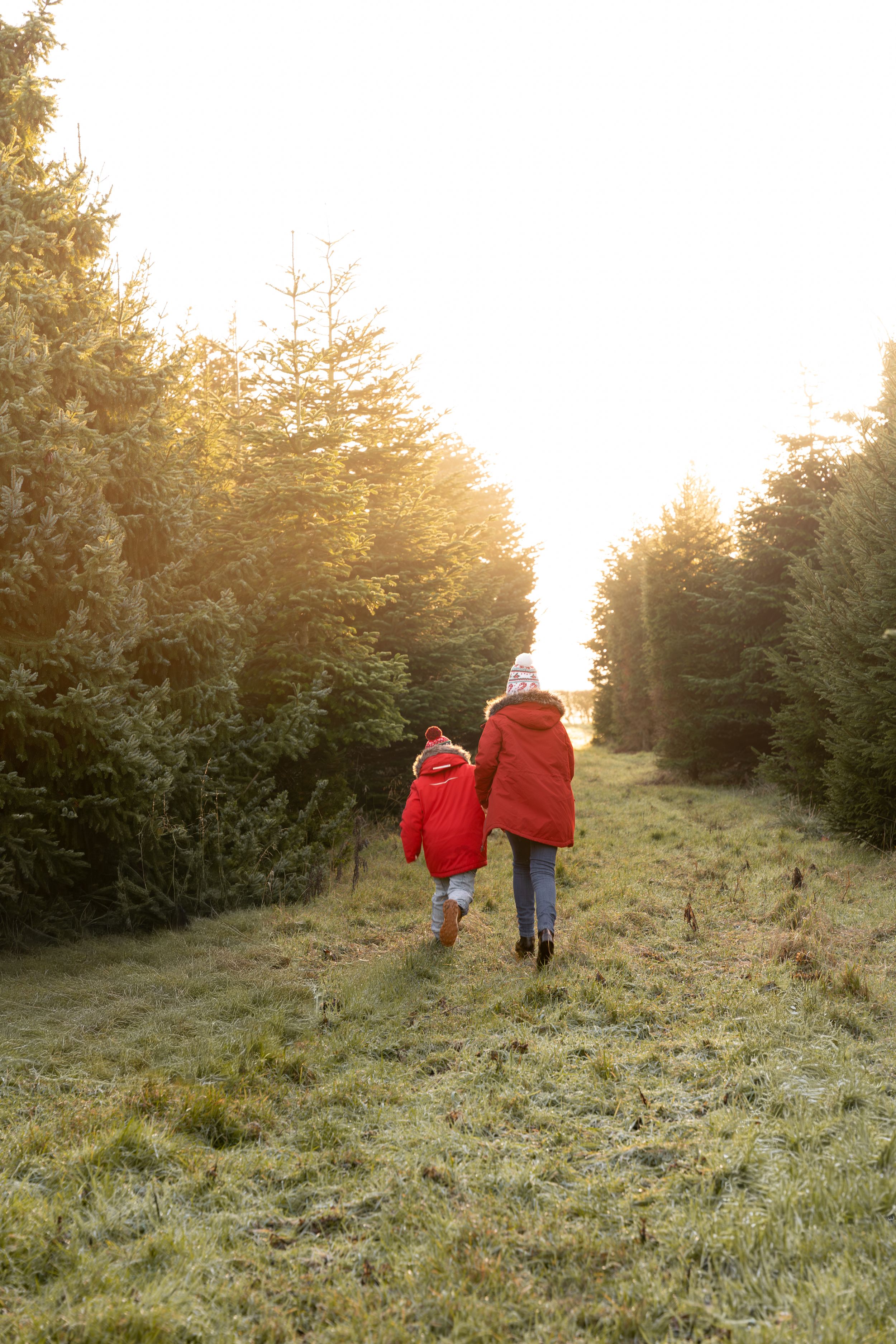 Two people in red jackets walk along a grassy path between evergreen trees at sunrise, perhaps at a Christmas tree farm.