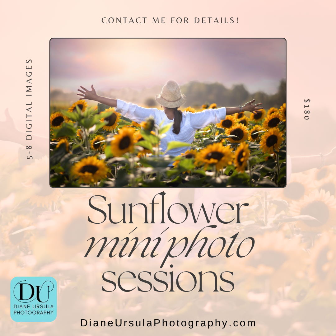 Sunflower mini photo sessions promotional flyer by Diane Ursula Photography offering 5-8 digital images.