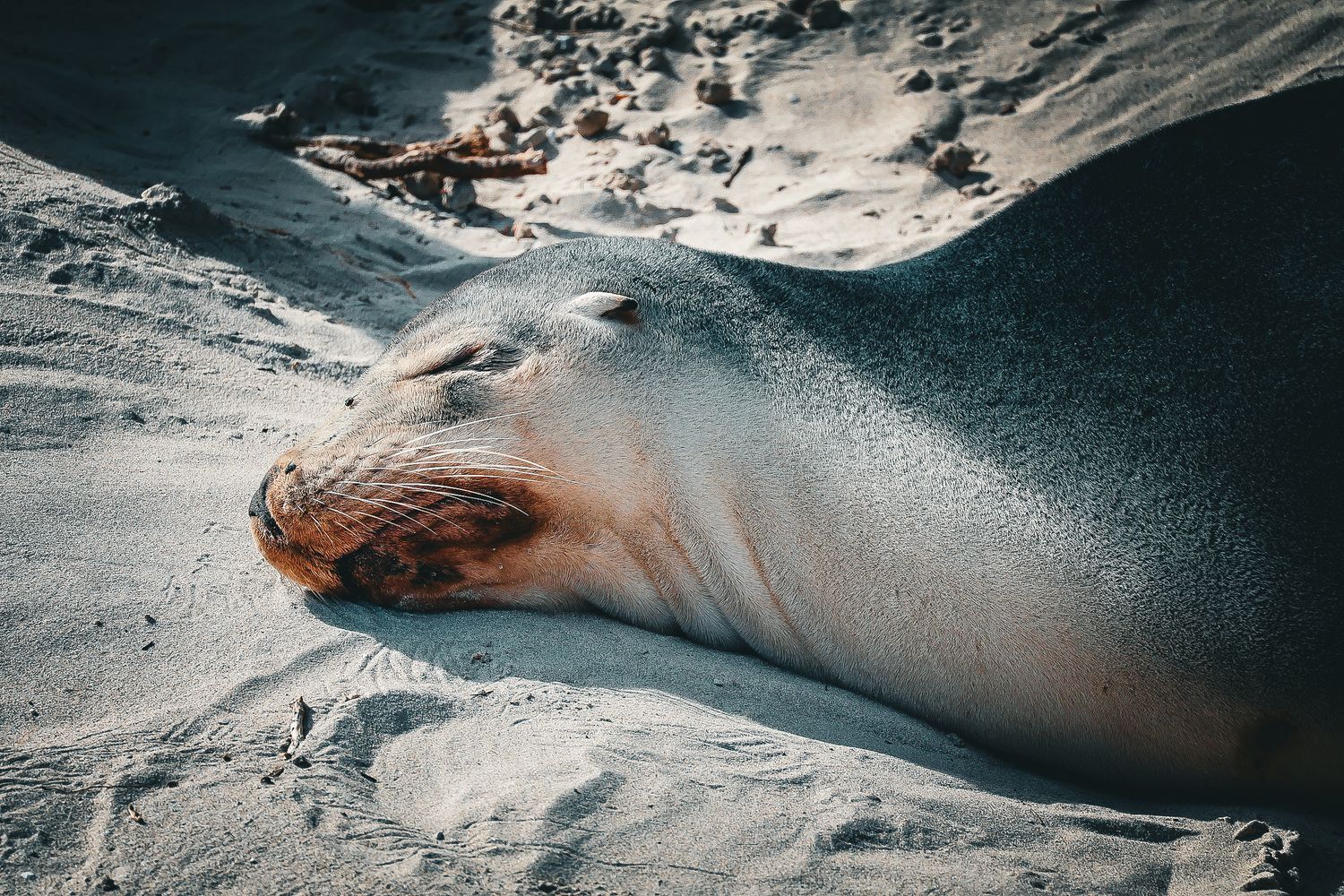 Close-up of a sea lion resting peacefully on sandy beach with eyes closed.