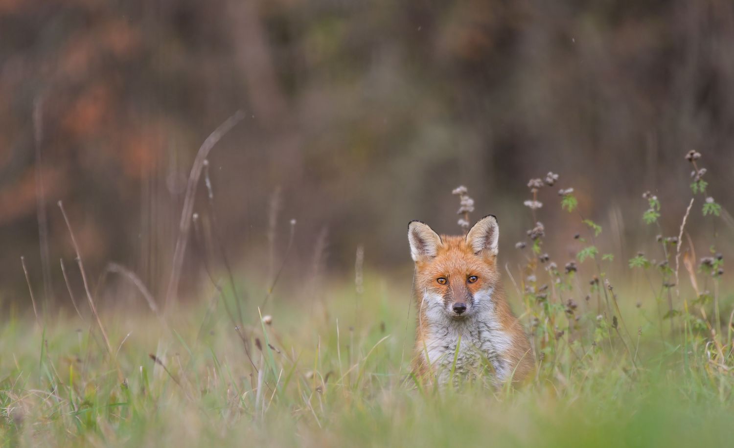 A red fox peers through tall green grass in a meadow with a blurred forest background.