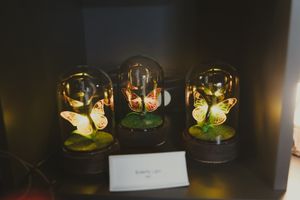 Three illuminated glass dome displays featuring glowing butterfly figurines on moss bases in a dark shelf.