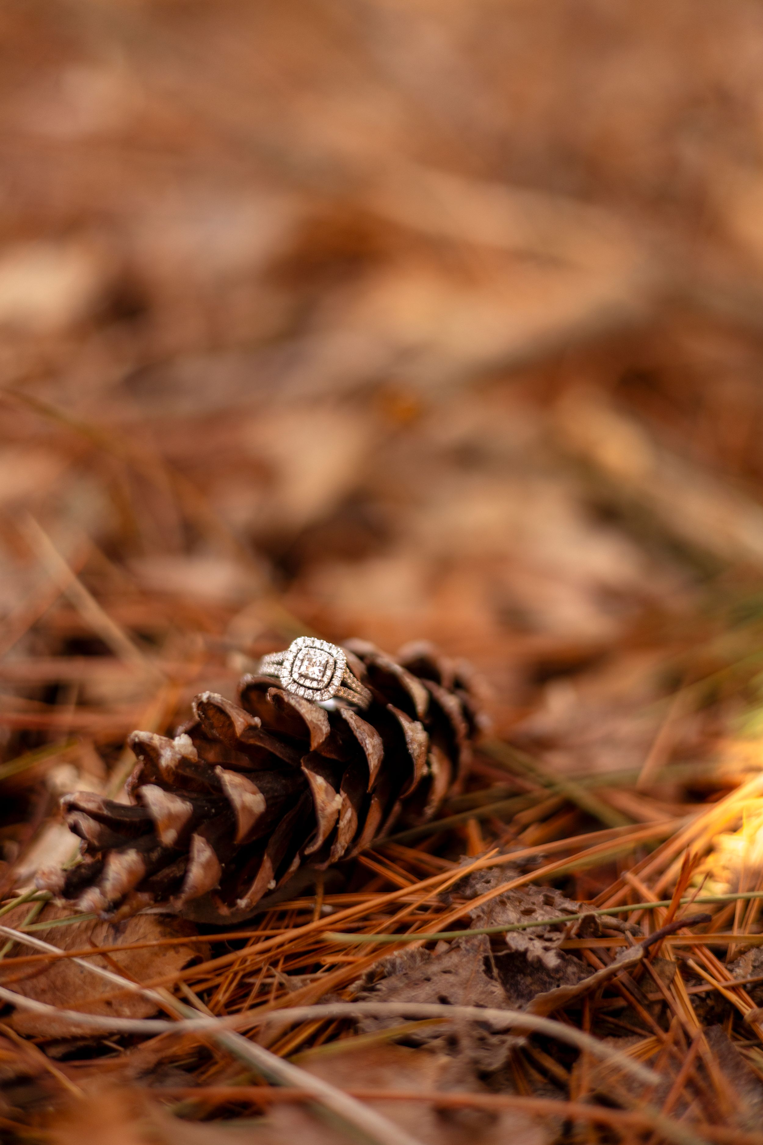 Diamond engagement ring resting on a pine cone surrounded by fallen pine needles and autumn leaves on forest floor.