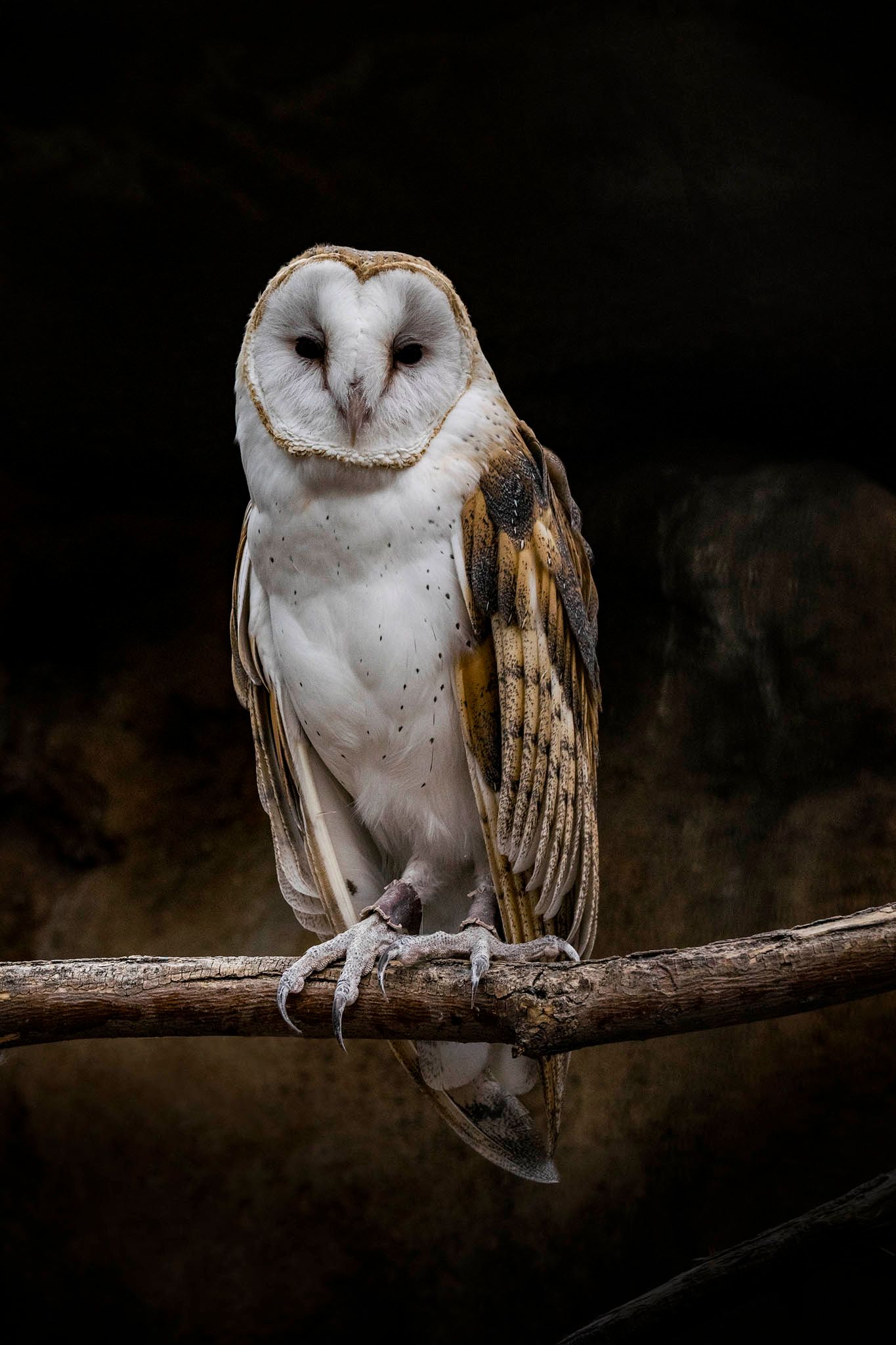 Barn owl perched on wooden branch against dark background showcasing its distinctive white heart-shaped face.