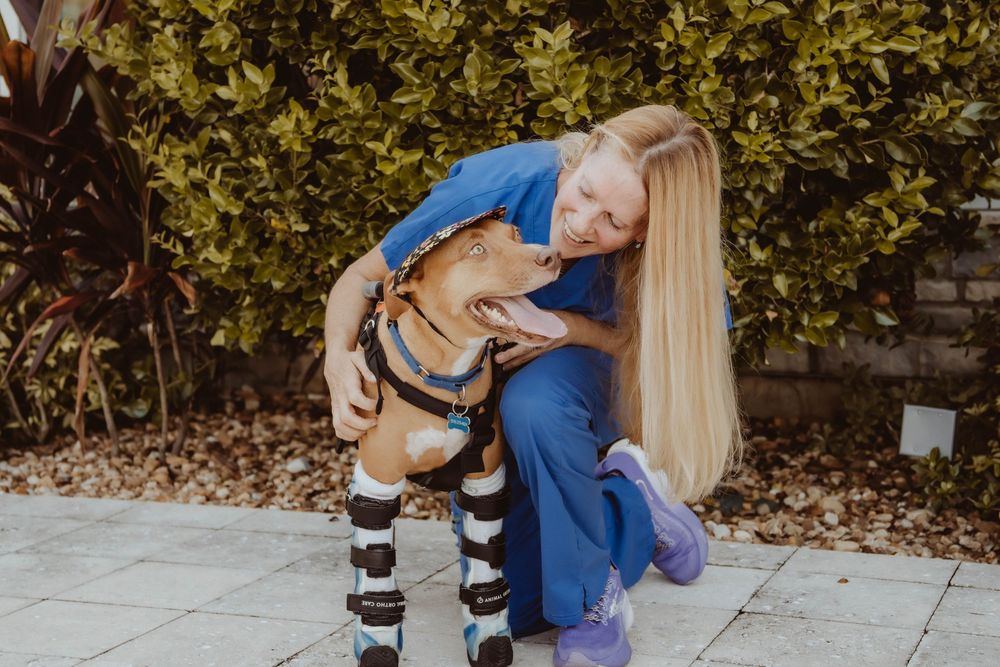Woman in blue scrubs hugging a happy brown dog wearing leg braces outdoors near green bushes.
