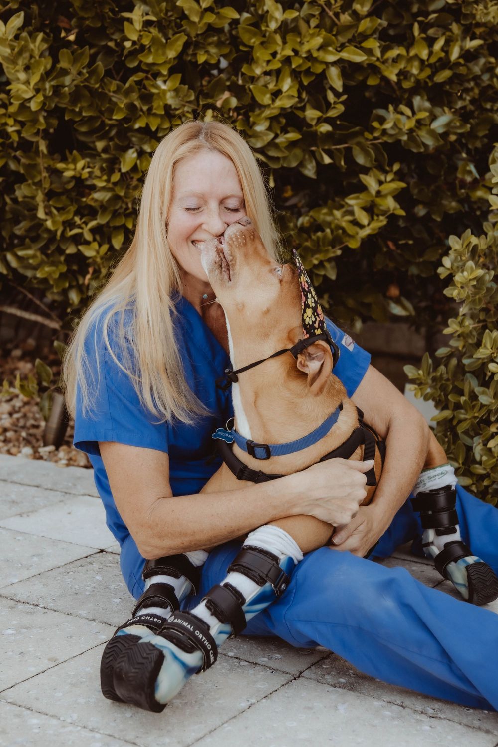Veterinary professional in blue scrubs sitting outdoors, joyfully receiving kisses from a small dog wearing leg braces.