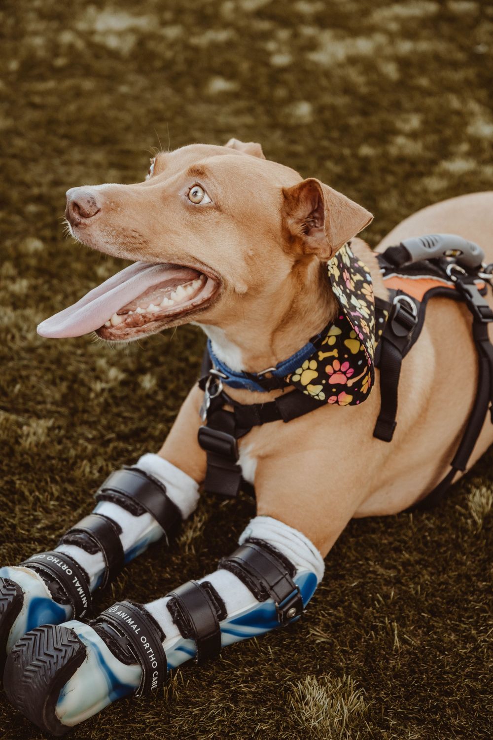 A happy brown dog with prosthetic leg braces lying on grass, wearing a harness and floral bandana, tongue out.
