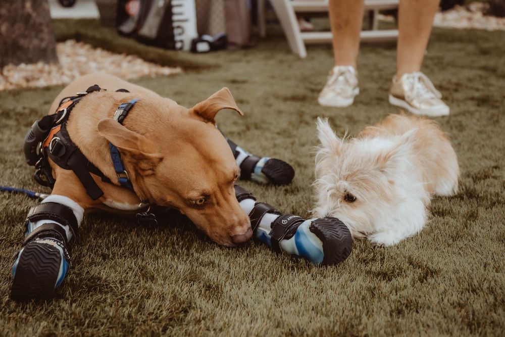 Two dogs playing tug-of-war with a blue toy on grass, one wearing protective booties and a harness.