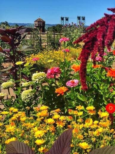 Vibrant garden bursting with colorful zinnias, marigolds, and amaranth under a clear blue sky with a rustic tower backdrop.