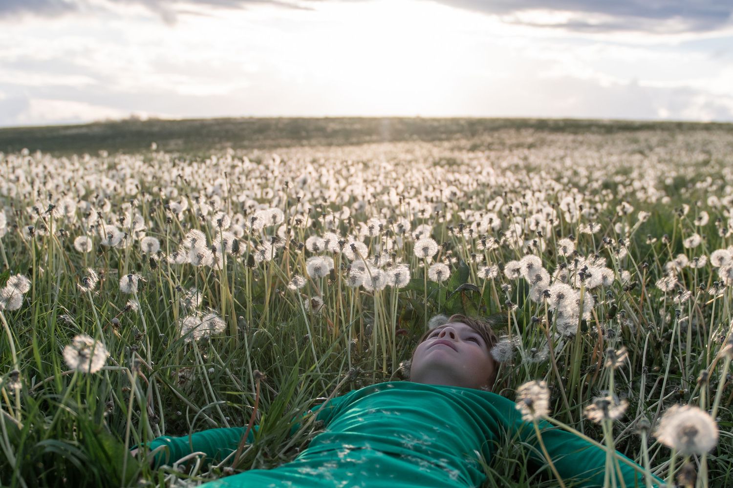 Person lying in a lush field of white dandelions at sunset, surrounded by fluffy seed heads in soft golden light.