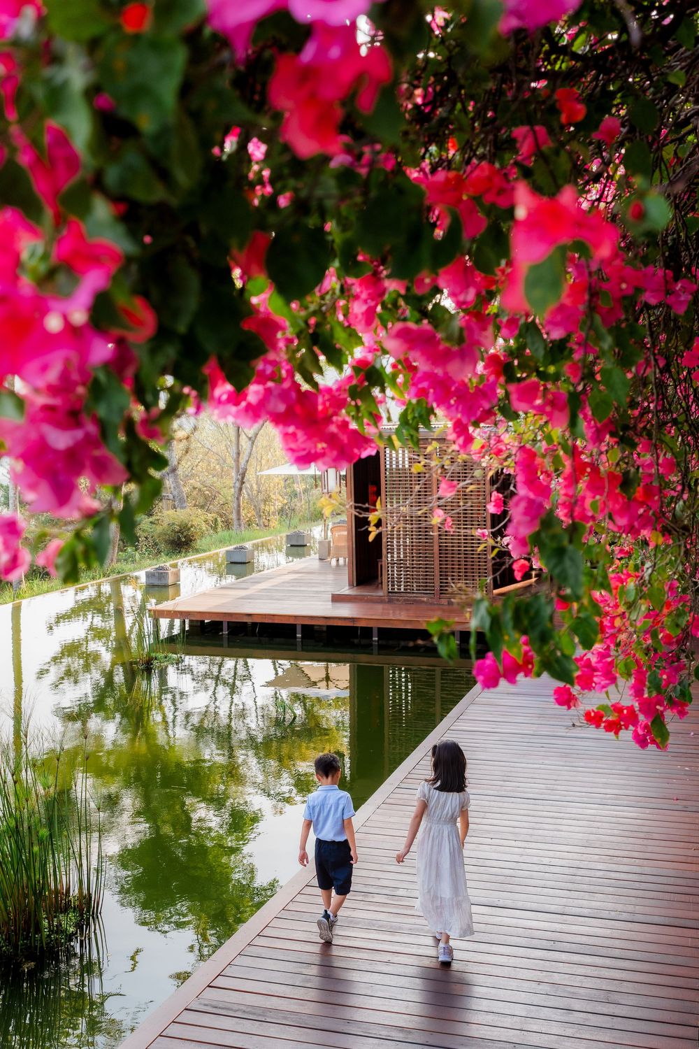 Two children walk along a wooden boardwalk beside a pond under a canopy of vibrant pink bougainvillea.
