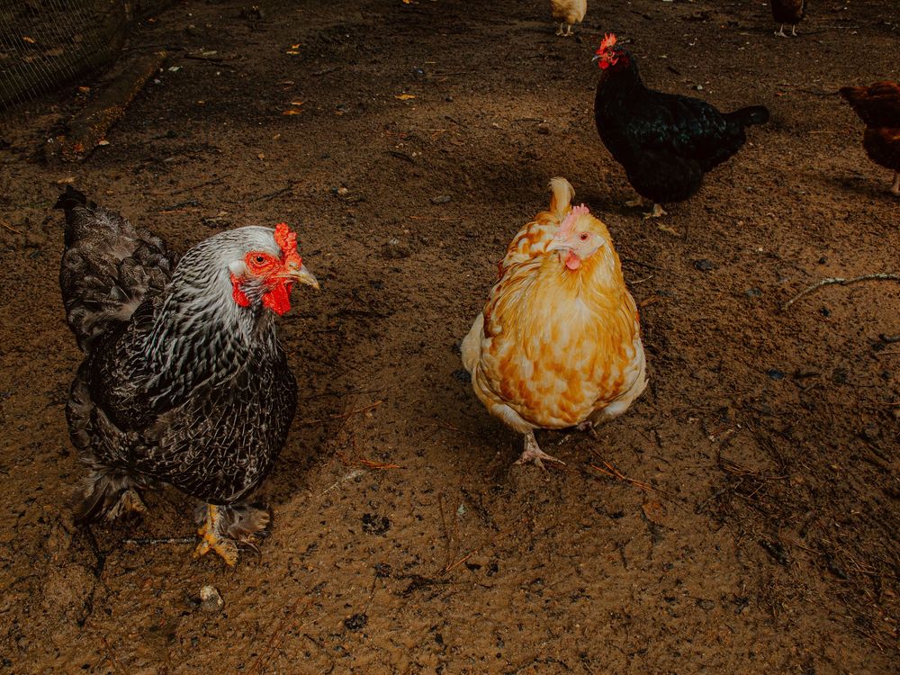 Farm animal photos taken with retro pocket camera.