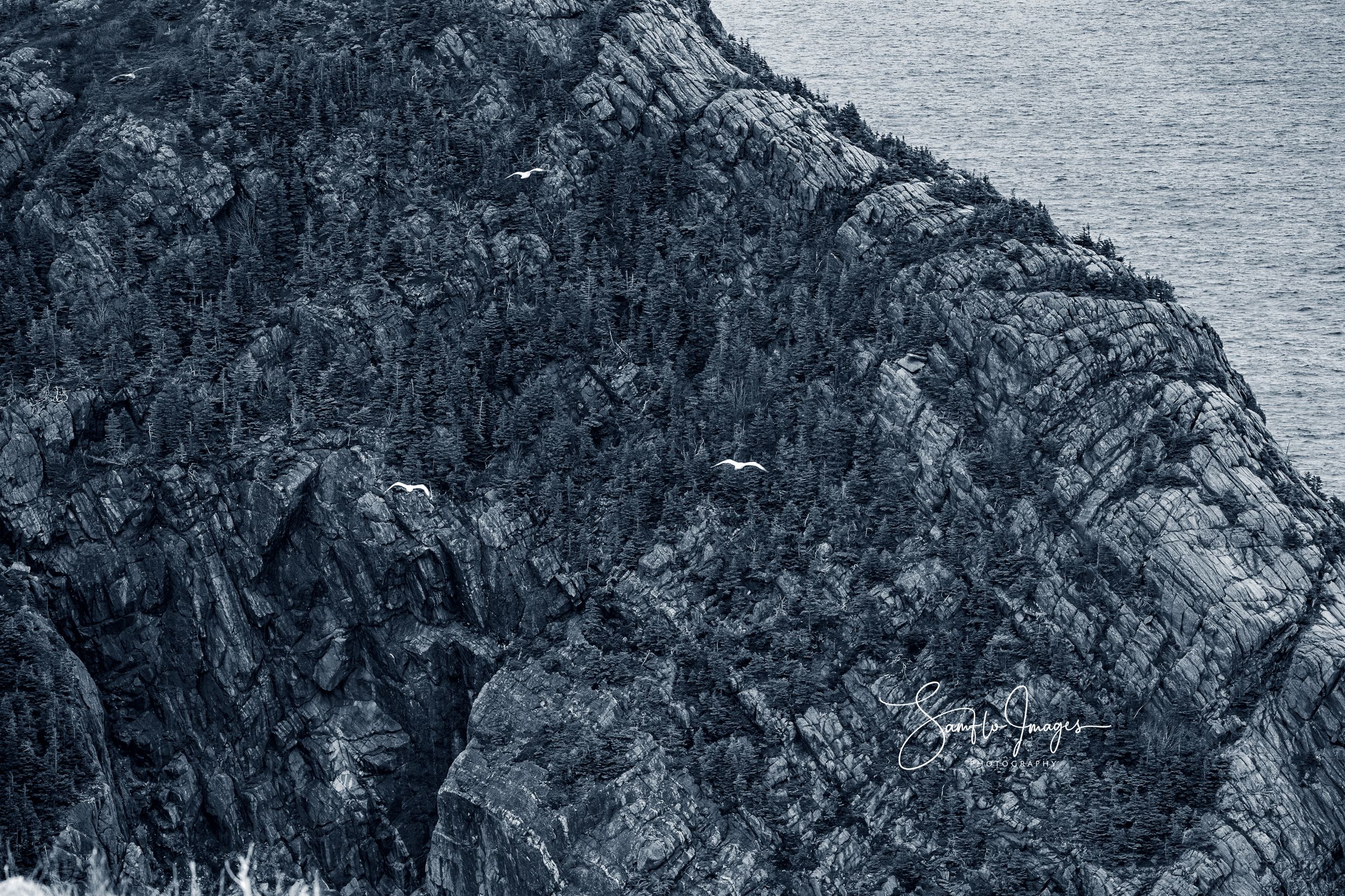 A lone bird soars above dramatic dark rocky cliffs by the sea in a moody monochrome landscape photo.